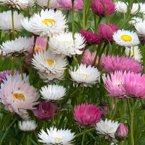 K&ouml;nnte beinhalten: Eine Ansammlung von Strohblumen mit mehrschichtigen Bl&uuml;tenbl&auml;ttern in Wei&szlig;, Hellrosa und leuchtendem Magenta. Jede Bl&uuml;te hat eine markante gelbe Mitte und wird von einem d&uuml;nnen, aufrechten gr&uuml;nen St&auml;ngel inmitten von gr&uuml;nem Laub getragen.