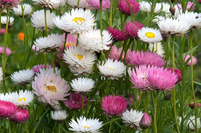 K&ouml;nnte beinhalten: Eine Ansammlung von Strohblumen mit mehrschichtigen Bl&uuml;tenbl&auml;ttern in Wei&szlig;, Hellrosa und leuchtendem Magenta. Jede Bl&uuml;te hat eine markante gelbe Mitte und wird von einem d&uuml;nnen, aufrechten gr&uuml;nen St&auml;ngel inmitten von gr&uuml;nem Laub getragen.