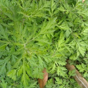 Más de 50 semillas de artemisa china, Artemisia argyi, hierba aromática Ai Ye. imagen 9