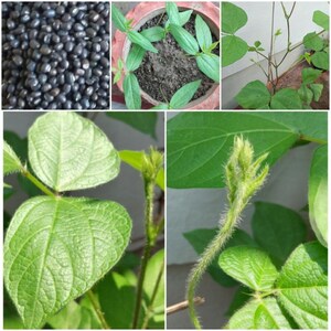 100-300 semillas de frijol mungo negro, Vigna radiata, Kali Mung, germinadas imagen 2