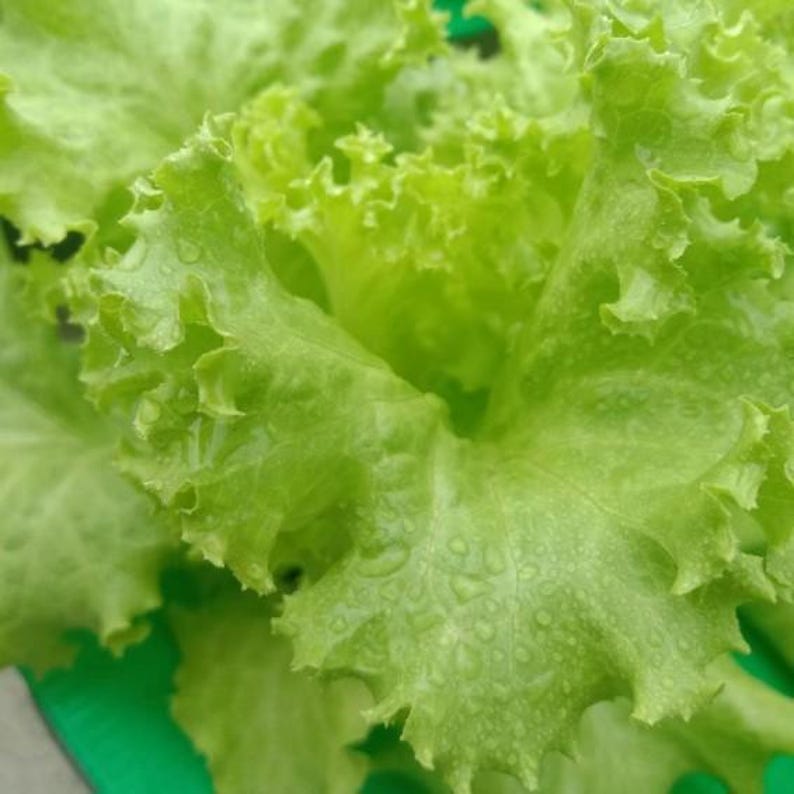 Pu&ograve; includere: Un cespo di lattuga fresca a foglia verde con bordi ondulati e arricciati di un vivace colore verde chiaro. La superficie delle foglie &egrave; coperta da piccole gocce d'acqua trasparenti, che mettono in risalto la consistenza e l'umidit&agrave;.