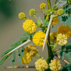 K&ouml;nnte beinhalten: Ein Zweig einer Akazienpflanze mit leuchtend gelben, kugelf&ouml;rmigen, pomponartigen Bl&uuml;tenclustern und kleinen, gefiederten, gr&uuml;nen Bl&auml;ttern. Lange, spitze, helle Dornen ragen aus dem zentralen holzigen St&auml;ngel zwischen den Bl&uuml;ten hervor.