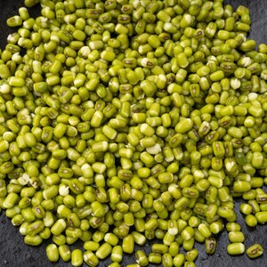 緑豆の種 100～300粒、Vigna radiata、緑豆、発芽 画像 2