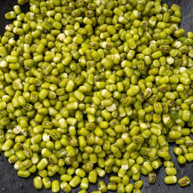 緑豆の種 100～300粒、Vigna radiata、緑豆、発芽 画像 2