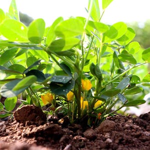 20-100 nasion orzeszków ziemnych, Arachis hypogaea, strączek ziemny zdjęcie 2