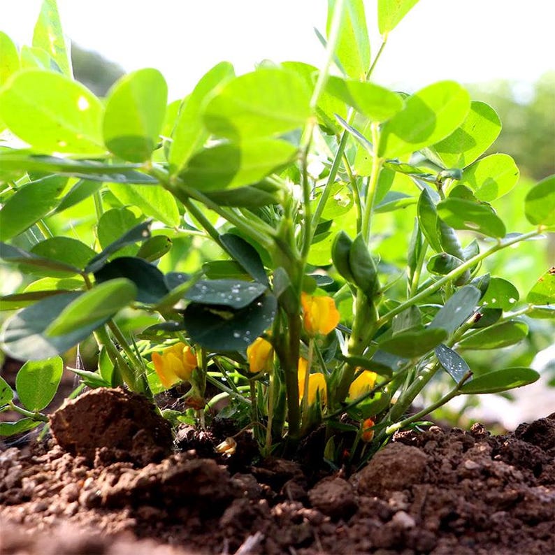 20-100 nasion orzeszków ziemnych, Arachis hypogaea, strączek ziemny zdjęcie 2