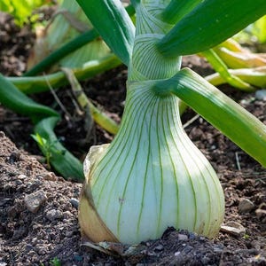 May include: A white onion bulb growing in dark soil with long, vibrant green stalks extending upwards. The onion skin is smooth and pale, showing vertical lines leading into the base of the thick, tubular green leaves emerging from the ground.