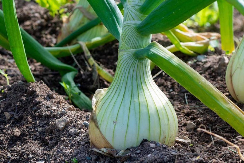May include: A white onion bulb growing in dark soil with long, vibrant green stalks extending upwards. The onion skin is smooth and pale, showing vertical lines leading into the base of the thick, tubular green leaves emerging from the ground.