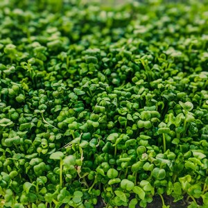 Meer dan 300 tuinkerszaadjes, Lepidium sativum, Halim, Microgreens kruiden afbeelding 5
