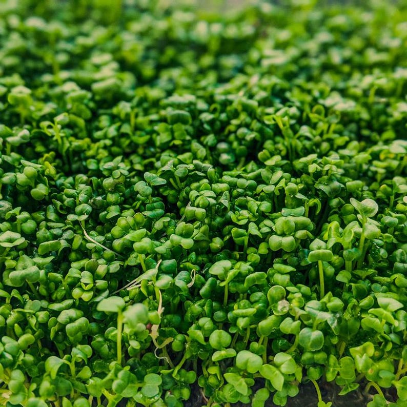 Meer dan 300 tuinkerszaadjes, Lepidium sativum, Halim, Microgreens kruiden afbeelding 5