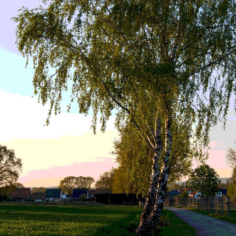 200-500 semillas de abedul llorón, Betula pendula, abedul plateado, árbol ornamental imagen 3