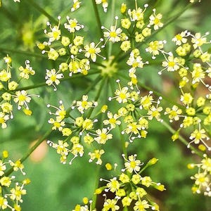 Oltre 300 semi di prezzemolo italiano a foglia piatta, Petroselinum crispum, prezzemolo italiano, erba aromatica immagine 8