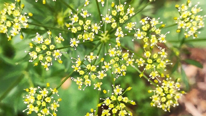 Oltre 300 semi di prezzemolo italiano a foglia piatta, Petroselinum crispum, prezzemolo italiano, erba aromatica immagine 8