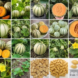 Puede incluir: Una colecci&oacute;n de im&aacute;genes que muestran melones rayados con corteza de color verde claro y crema, pulpa naranja, hojas verdes, flores amarillas y semillas beige. Una regla muestra que las semillas miden unos 1,2 cm en la &uacute;ltima imagen.