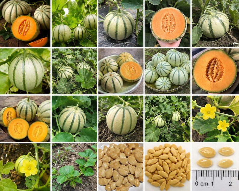 Puede incluir: Una colecci&oacute;n de im&aacute;genes que muestran melones rayados con corteza de color verde claro y crema, pulpa naranja, hojas verdes, flores amarillas y semillas beige. Una regla muestra que las semillas miden unos 1,2 cm en la &uacute;ltima imagen.