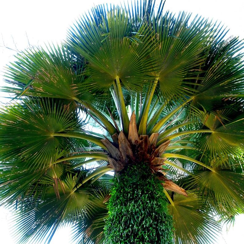 5-10 Chinese Fan Palm Seeds, Livistona chinensis, Fountain Palm image 4
