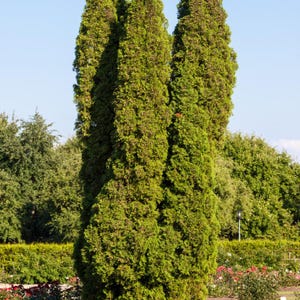 50-100 Samen der Orientalischen Lebensbaumart Thuja orientalis, Platycladus orientalis, Chinesischer Lebensbaum, Orientalische Thuja, Nadelbaumsamen Bild 10
