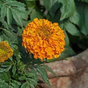 100+ Orange African Marigold Seeds, Tagetes Erecta, Giant Marigold, Large Orange Flowers, Summer Garden image 10