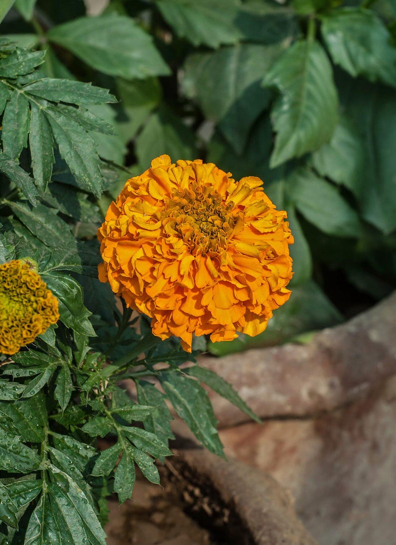 100+ Orange African Marigold Seeds, Tagetes Erecta, Giant Marigold, Large Orange Flowers, Summer Garden image 10