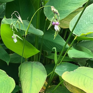 5-10 Thalia Geniculata Seeds, Alligator Flag, Fire Flag, Aquatic Ornamental Plant image 1