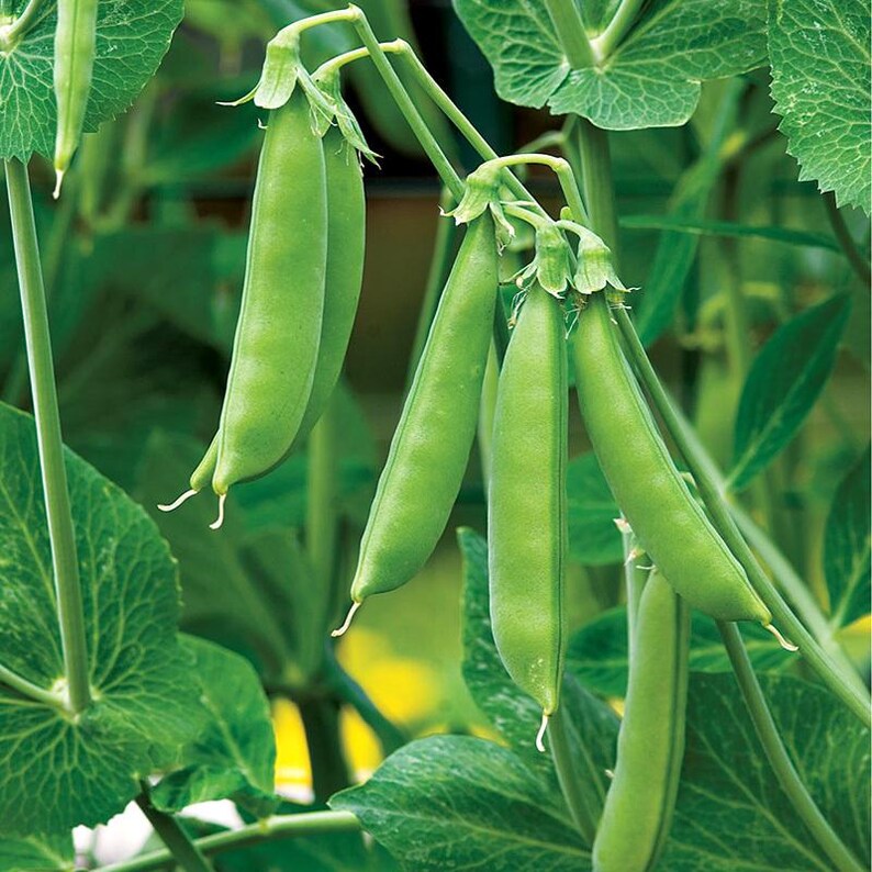 Más de 20 semillas de guisantes verdes Arkel, Pisum sativum, legumbres y cereales imagen 7