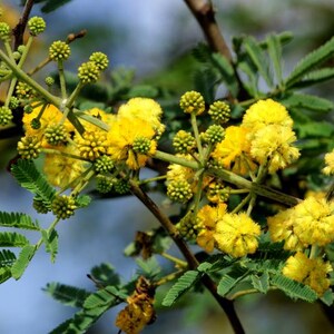 K&ouml;nnte beinhalten: Ein Zweig eines Mimosenbaums mit leuchtend gelben, kugelf&ouml;rmigen Bl&uuml;tenst&auml;nden und kleinen, gr&uuml;nen, gefiederten Bl&auml;ttern. Die d&uuml;nnen, braunen Zweige tragen sowohl voll erbl&uuml;hte gelbe Bl&uuml;ten als auch kleine, runde, gr&uuml;ne Knospen.