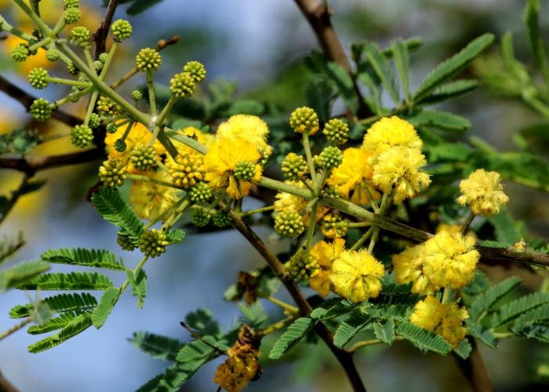 K&ouml;nnte beinhalten: Ein Zweig eines Mimosenbaums mit leuchtend gelben, kugelf&ouml;rmigen Bl&uuml;tenst&auml;nden und kleinen, gr&uuml;nen, gefiederten Bl&auml;ttern. Die d&uuml;nnen, braunen Zweige tragen sowohl voll erbl&uuml;hte gelbe Bl&uuml;ten als auch kleine, runde, gr&uuml;ne Knospen.