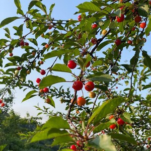 Más de 20 semillas de cereza dulce del Himalaya, Prunus avium, cerezo silvestre. imagen 3