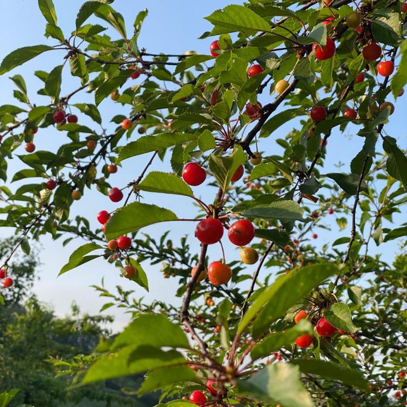 Más de 20 semillas de cereza dulce del Himalaya, Prunus avium, cerezo silvestre. imagen 3