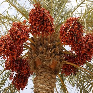 May include: A date palm tree featuring a thick, textured brown trunk and long, green, feathery fronds. Several large, dense clusters of vibrant, reddish-orange dates hang from the centre of the tree, radiating outwards among the foliage.