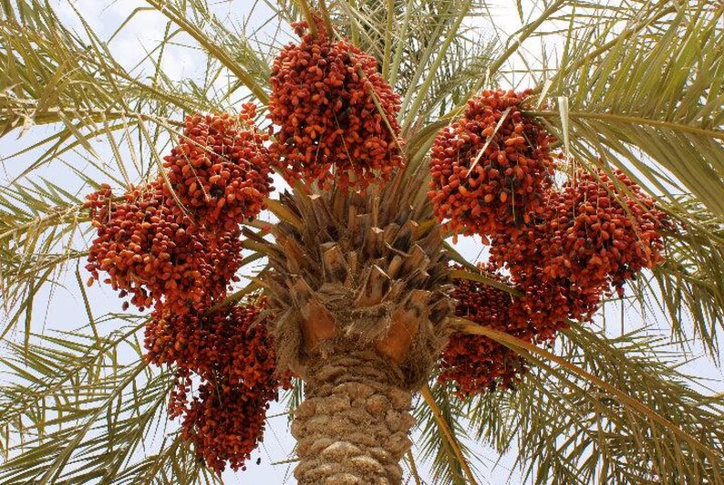 May include: A date palm tree featuring a thick, textured brown trunk and long, green, feathery fronds. Several large, dense clusters of vibrant, reddish-orange dates hang from the centre of the tree, radiating outwards among the foliage.