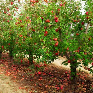 10-20 Himalayan Apple Mix Seeds, Malus domestica, Fruit Tree Seeds for Home Orchard image 5
