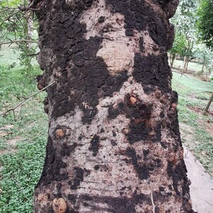Puede incluir: Un tronco de &aacute;rbol grueso con corteza de textura profunda en tonos marr&oacute;n oscuro a negro que contrasta con secciones m&aacute;s claras y lisas. La superficie presenta numerosos nudos peque&ntilde;os y redondeados y fisuras irregulares en la corteza.