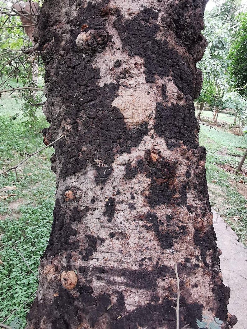 Puede incluir: Un tronco de &aacute;rbol grueso con corteza de textura profunda en tonos marr&oacute;n oscuro a negro que contrasta con secciones m&aacute;s claras y lisas. La superficie presenta numerosos nudos peque&ntilde;os y redondeados y fisuras irregulares en la corteza.