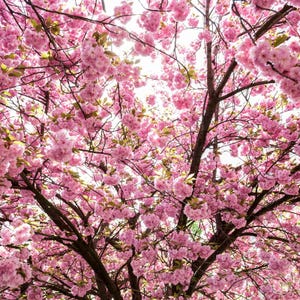 5-10 semillas de cerezo japonés, Prunus serrulata, árbol de flor de sakura. imagen 5