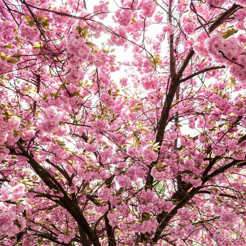 5-10 semillas de cerezo japonés, Prunus serrulata, árbol de flor de sakura. imagen 5