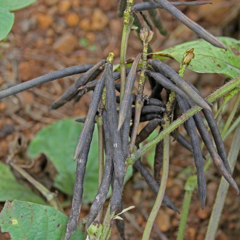 緑豆の種 100～300粒、Vigna radiata、緑豆、発芽 画像 10