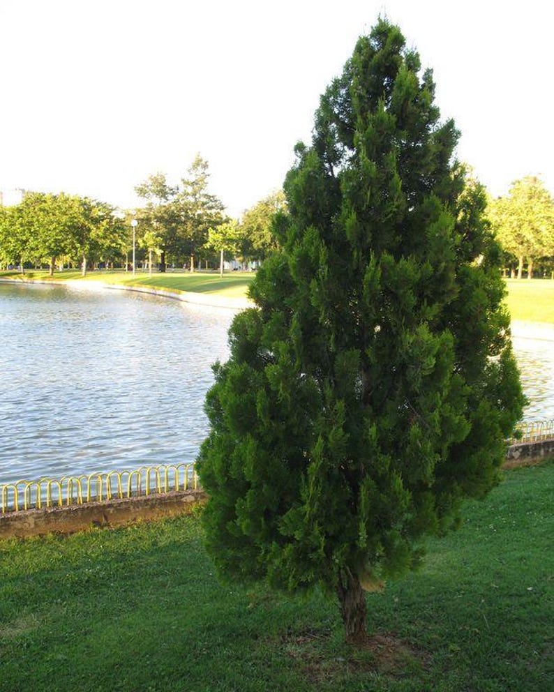 K&ouml;nnte beinhalten: Ein hoher, kegelf&ouml;rmiger immergr&uuml;ner Baum mit dichtem, dunkelgr&uuml;nem Laub und einem strukturierten braunen Stamm. Der Baum steht aufrecht auf einer Rasenfl&auml;che und weist schuppenartige Bl&auml;tter auf, die eine spitze, symmetrische Form bilden.