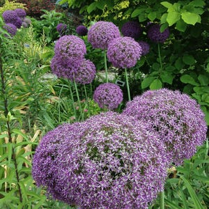 Más de 30 semillas de Allium de flores moradas, Allium atropurpureum, cebolla ornamental imagen 6