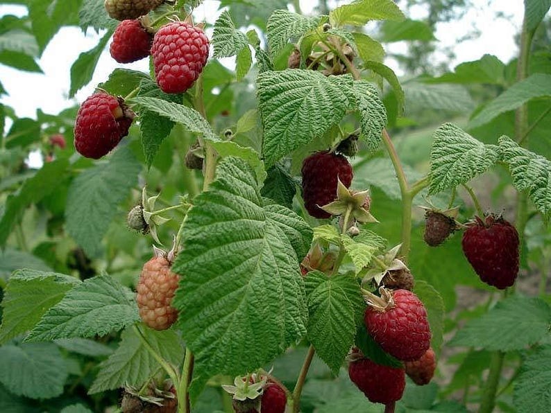 Peut inclure: Un framboisier pr&eacute;sentant plusieurs grappes de baies m&ucirc;res d'un rouge profond ainsi qu'une baie p&acirc;le non m&ucirc;re. La plante poss&egrave;de des feuilles vertes textur&eacute;es et dentel&eacute;es et des tiges fines brun clair, montrant les fruits &agrave; divers stades.