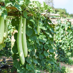 10+ Flaschenkürbis-Samen (Ramdev), Lagenaria siceraria, Kürbisse, Flaschenkürbisse und Melonen Bild 9