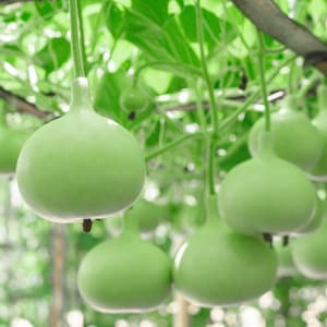 15+ Bottle gourd Lattu Seeds, Cucurbita, Pumpkins, gourds and melons image 1