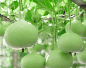 15+ Bottle gourd Lattu Seeds, Cucurbita, Pumpkins, gourds and melons