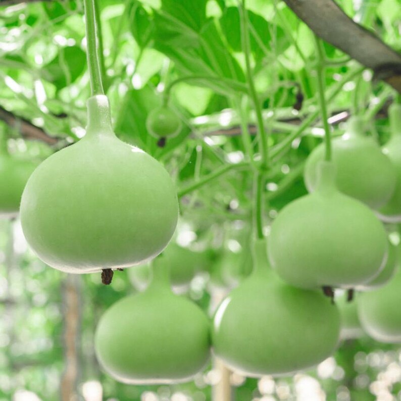 15+ Bottle gourd Lattu Seeds, Cucurbita, Pumpkins, gourds and melons image 1