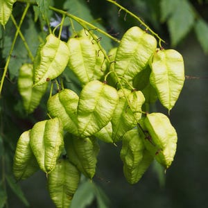 30-60 semillas de árbol de lluvia dorada, Koelreuteria paniculata, orgullo de la India, árbol barnizado, semillas de árbol ornamental con flores imagen 8