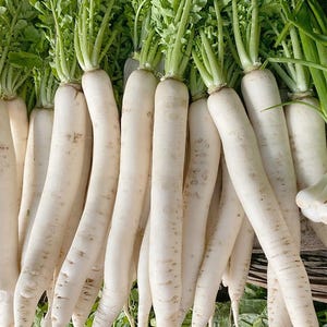 Op de afbeelding: Een verzameling verse daikon-radijzen met lange, cilindrische witte wortels en levendig groene bladeren. Elke radijs heeft een gladde, bleke schil met subtiele horizontale markeringen en loopt taps toe naar het onderste uiteinde.