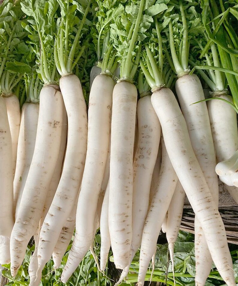 Op de afbeelding: Een verzameling verse daikon-radijzen met lange, cilindrische witte wortels en levendig groene bladeren. Elke radijs heeft een gladde, bleke schil met subtiele horizontale markeringen en loopt taps toe naar het onderste uiteinde.