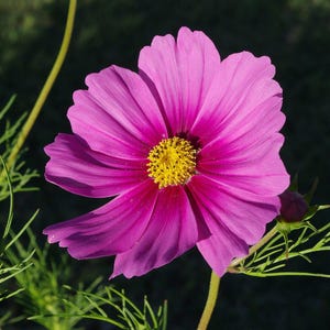 Über 100 Kosmeensamen, Kosmeen der Art Cosmos Bipinnatus, Kosmeen in verschiedenen Farben, rosa-weiße Blüten, Bauerngarten, bestäuberfreundliche Schnittblumensamen Bild 2