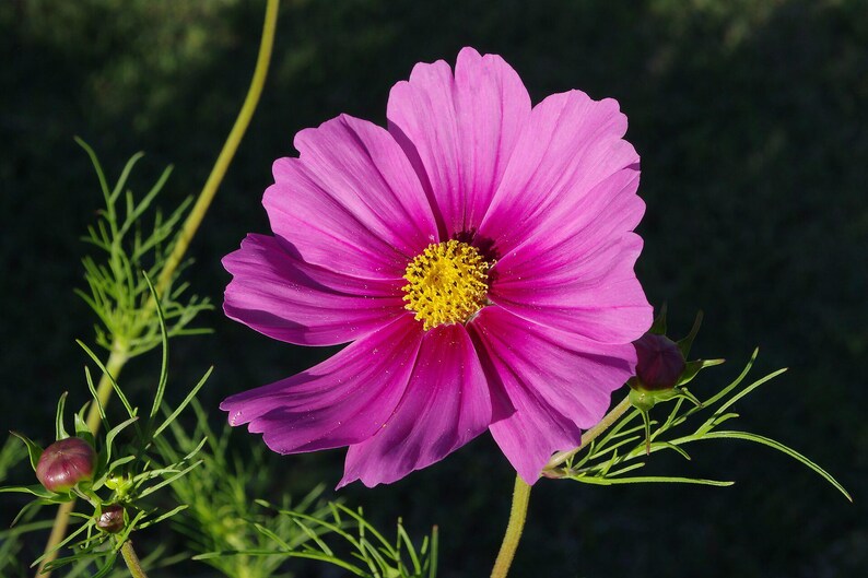 Über 100 Kosmeensamen, Kosmeen der Art Cosmos Bipinnatus, Kosmeen in verschiedenen Farben, rosa-weiße Blüten, Bauerngarten, bestäuberfreundliche Schnittblumensamen Bild 2