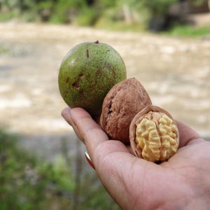 5+ Himalayan Walnut Seeds, Juglans regia, Walnut Tree image 3